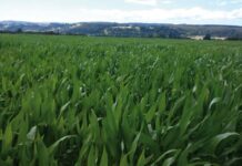 Elección de Híbridos de Maíz para Ensilaje