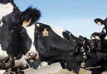 Gestionando su Negocio Lechero Uso Concentrado: Un Aliado Estratégico en la Producción Lechera