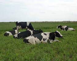 AGROCOLUN | AGROCOLUN | Nutrición Mineral en Vacas de Lechería [Parte 3] | Edición 13 | Edición 13
