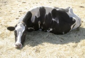 AGROCOLUN | AGROCOLUN | Nutrición Mineral en Vacas de Lechería [Parte 3] | Edición 13 | Edición 13