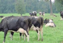 Paratuberculosis Bovina