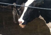 Manejo de Dolor en Lecherías