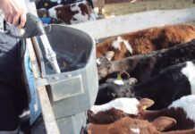 Pasteurización de Calostro