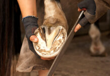 Intervención Temprana en Cuidado de Pezuñas