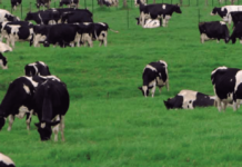 Estabilidad Térmica de la Leche