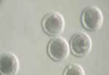 Herramientas para Mejorar la Fertilidad en Vacas Lecheras