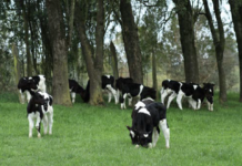 NUTRILAK | Hecho con su Propia Leche