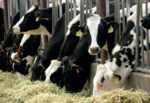 Bienestar Animal: Presupuesto de Tiempo en Vacas Lecheras Presupuesto de Tiempo en Vacas Lecheras