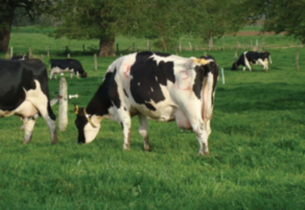AGROCOLUN | Bienestar Animal: Presupuesto de Tiempo en Vacas Lecheras | AGROCOLUN | Edición 22 | Edición 22