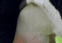 La Higiene Definitiva de la Ubre es el Objetivo