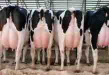 Urea en Leche: Herramienta de Evaluación Nutricional Corte De Cola En Vacas De Lechería