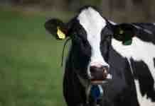 Una Breve Mirada Sobre la Percepción de la Población acerca del Bienestar Animal en el Rubro Lechero Bienestar Animal en el Rubro Lechero