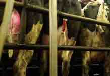 Inhibidores. ¿Qué Son? ¿Cuál es su Importancia? ¿Cómo Prevenirlos? Inhibidores. ¿Qué Son? ¿Cuál es su Importancia? ¿Cómo Prevenirlos?