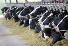 La Frecuencia de Muestreos y Análisis Genera Mejores Raciones frecuencia de muestreo