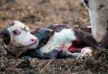 Manejo de la vaca y del Ternero al parto Manejo del Parto en la Vaca y del Ternero Recién Nacido