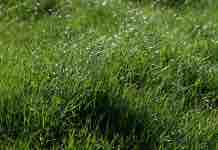 Manejo de Rezagos para una Conservación de Forrajes de Calidad Manejo de Rezagos para una Conservación de Forrajes de Calidad