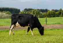 Estrategias Nutricionales para Alimentar mis Vacas en Lactancia en Primavera Estrategias Nutricionales para Alimentar mis Vacas en Lactancia en Primavera