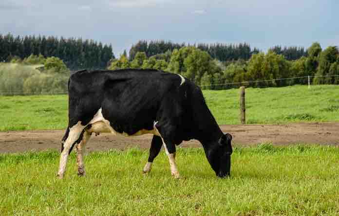 Estrategias Nutricionales para Alimentar mis Vacas en Lactancia en Primavera