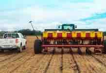 Consejos de Siembra de Maíz consejos de siembra de maíz