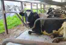 Camas para Sistemas Estabulados: Un Desafío en Bienestar Animal Camas para Sistemas Estabulados: Un Desafío en Bienestar Animal