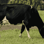 Alimentando Después del Destete Estrategias nutricionales para alimentar mis vacas en lactancia en Primavera