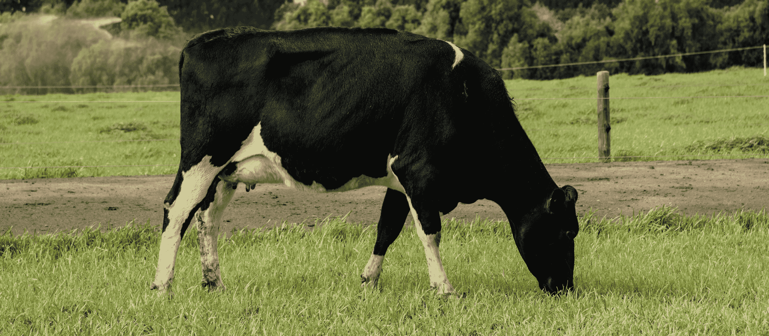 Estrategias nutricionales para alimentar mis vacas en lactancia en Primavera