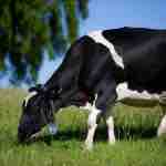 Ventajas para el Productor de un Trato Humanitario hacia Los Animales Agrocolun