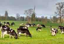 Importancia del Muestreo de Praderas muestreo de praderas