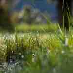 Tasas de Crecimiento de Praderas con Riego en Verano riego