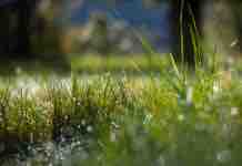 Tasas de Crecimiento de Praderas con Riego en Verano riego