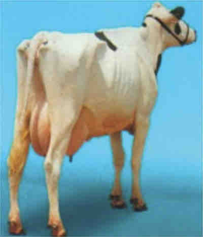 AGROCOLUN | AGROCOLUN | Efecto de la Condición Corporal Sobre la Reproducción de la Vaca | Edición 38 | Edición 38