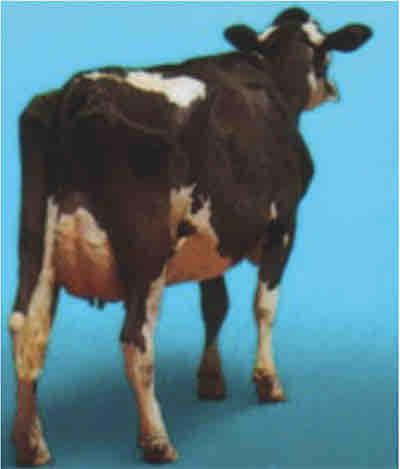 AGROCOLUN | AGROCOLUN | Efecto de la Condición Corporal Sobre la Reproducción de la Vaca | Edición 38 | Edición 38