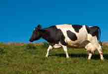 Efecto de la Condición Corporal Sobre la Reproducción de la Vaca reproducción de la vaca