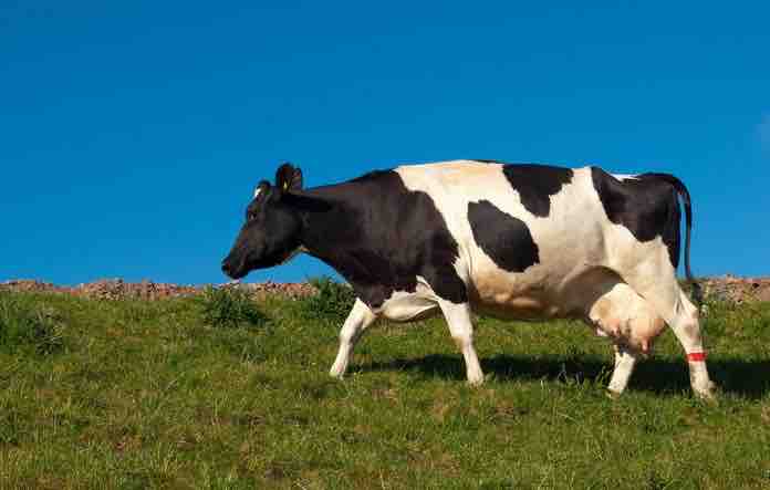 reproducción de la vaca