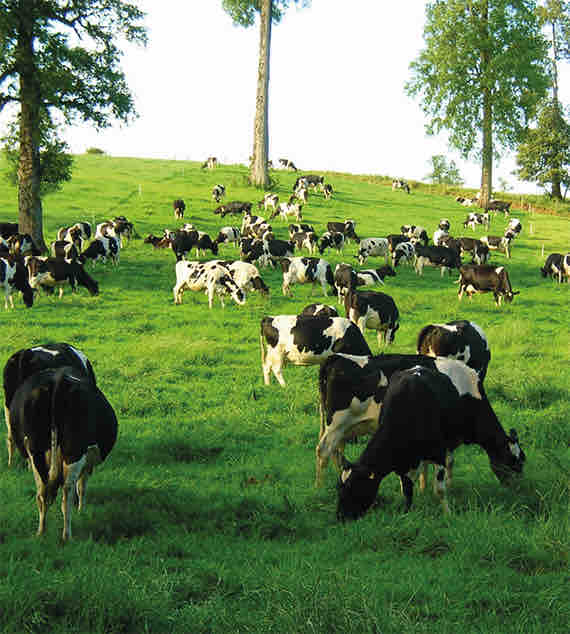 vacas en el campo