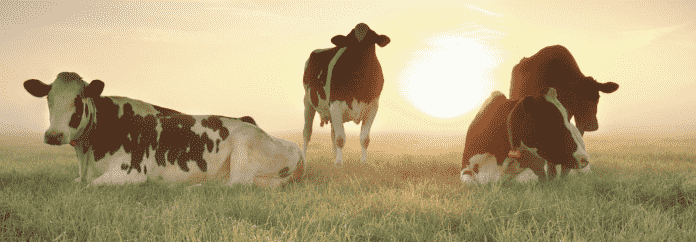 Estrés calórico en vacas lecheras