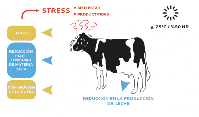 Efectos del estrés en vacas lecheras