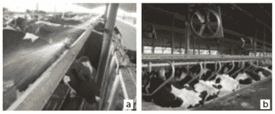 AGROCOLUN | AGROCOLUN | Algunas Consideraciones Sobre el Estrés Calórico en Vacas Lecheras | Edición 39 | Edición 39