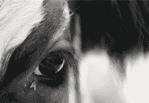 Cowvac… ¡Ya Está Aquí! Mosca de los cuernos