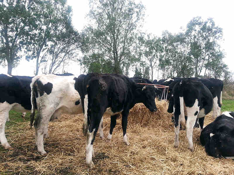 AGROCOLUN | AGROCOLUN | Periodo de Transición de la Vaca Lechera, Algunos Tips | Edición 40 | Edición 40