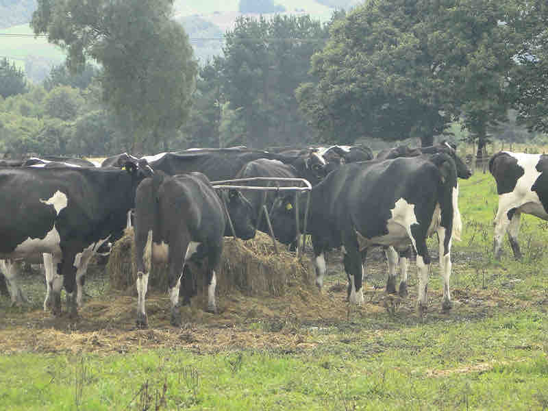 AGROCOLUN | AGROCOLUN | Periodo de Transición de la Vaca Lechera, Algunos Tips | Edición 40 | Edición 40