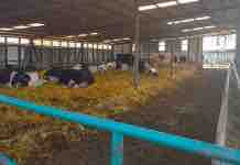 Periodo de Transición de la Vaca Lechera, Algunos Tips