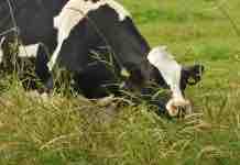 Importancia del Espacio en el Bienestar Animal