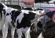 Como Fomentar el Trato Humanitario a los Animales