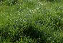 Puntos Importantes para Obtener un Buen Ensilaje de Praderas