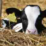 Escuelas de Crianza Colun