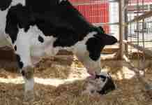 Tener Partos Exitosos es Sinónimo de estar Bien Preparado TENER PARTOS EXITOSOS ES SINÓNIMO DE ESTAR BIEN PREPARADO