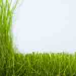 Nueva Versión de las Escuelas de Pastoreo