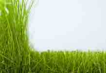 Nueva Versión de las Escuelas de Pastoreo