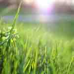 Foco en Aumento de la Producción de Pradera